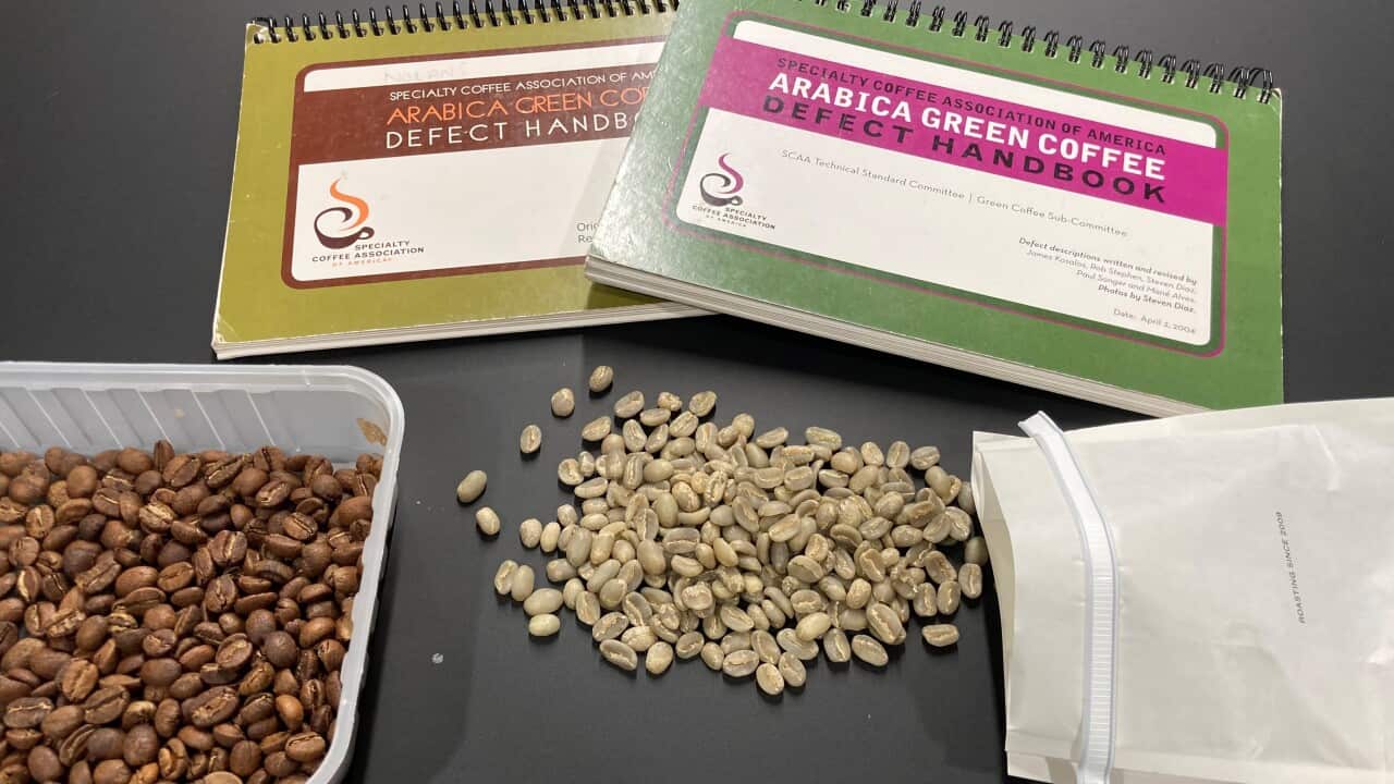 Beans of Santa Clara Gesha(Geisha) Guatemala. Photo by Toshiyuki Ishiwata