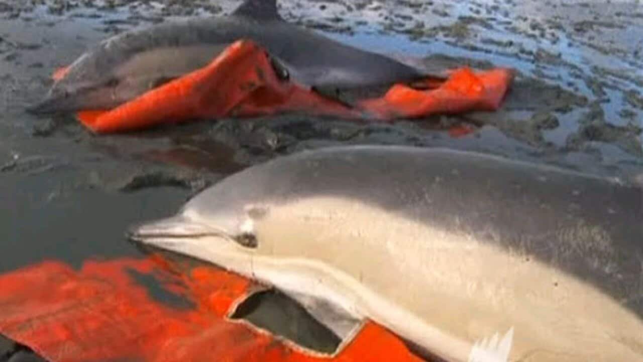 dead_dolphins_120307_B_Channel_4_News_1477937374