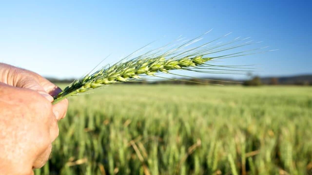 A wheat crop