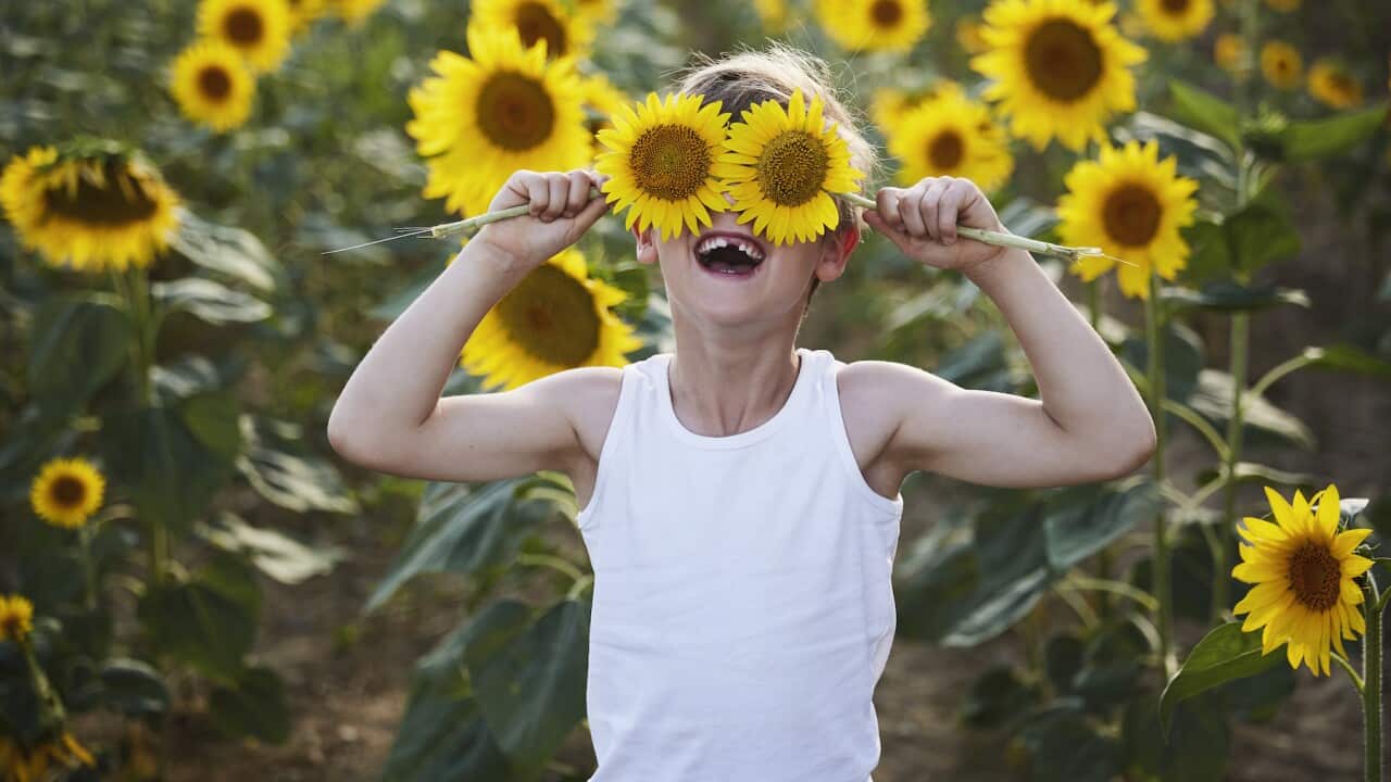 A child in a sunflower field.