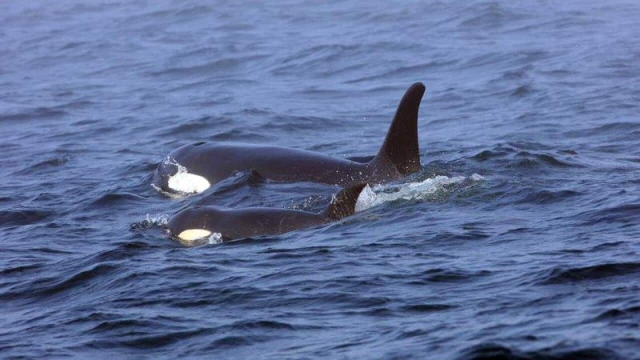 J50 orca declared dead