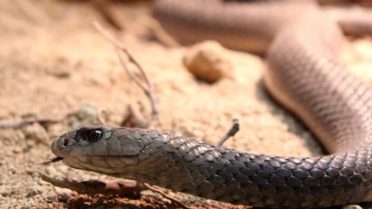 brown snake