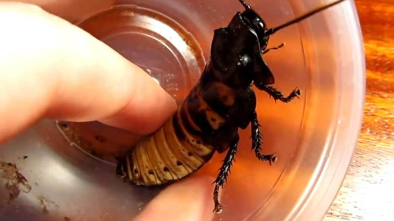 nepali_australia_explained_pests_300924.mp3