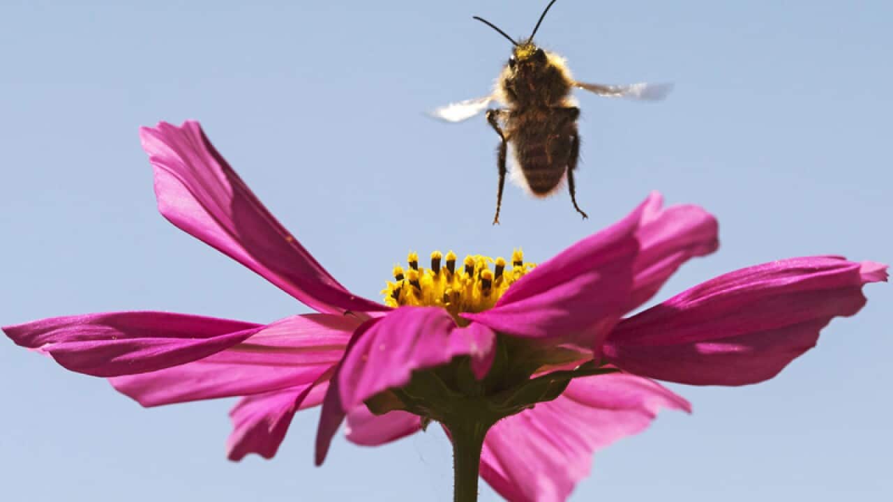 A bumble bee lands on a flower