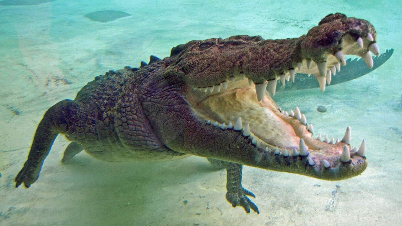 A salt water crocodile under water.