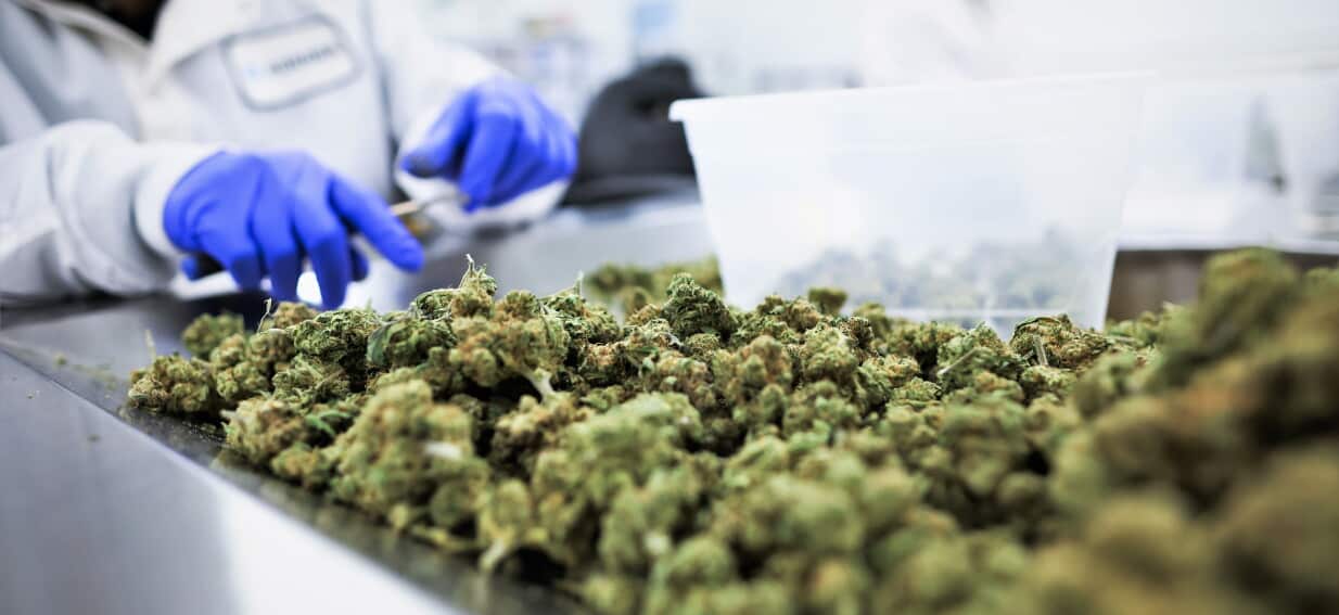 NSW Approves Medicinal Cannabis Patients to Drive: What You Need to Know