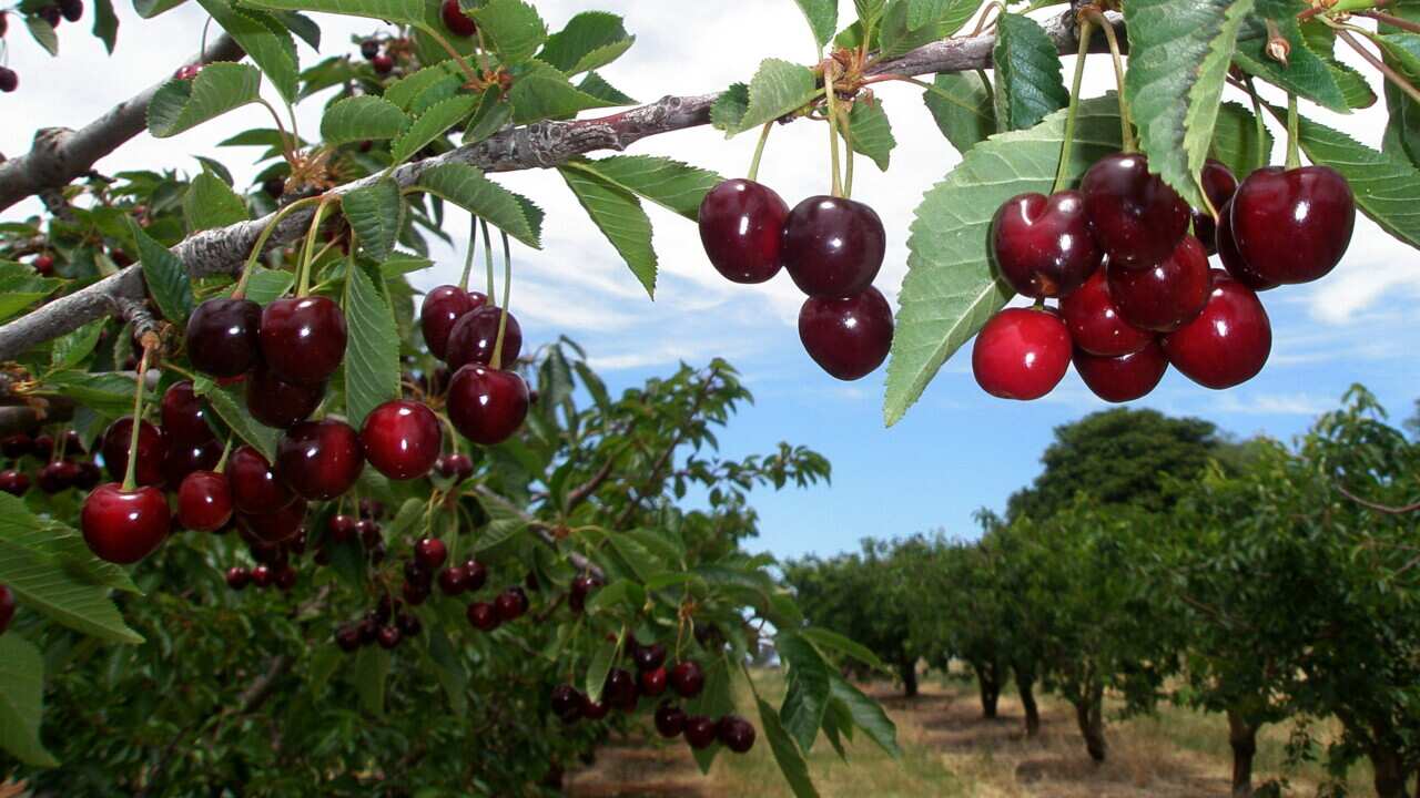FOOD SUMMER CHERRIES