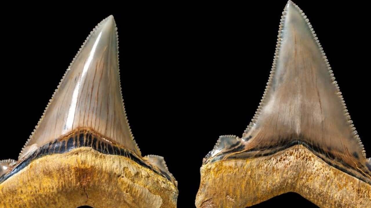 Set teeth belonging to a prehistoric giant shark have been found in Victoria.