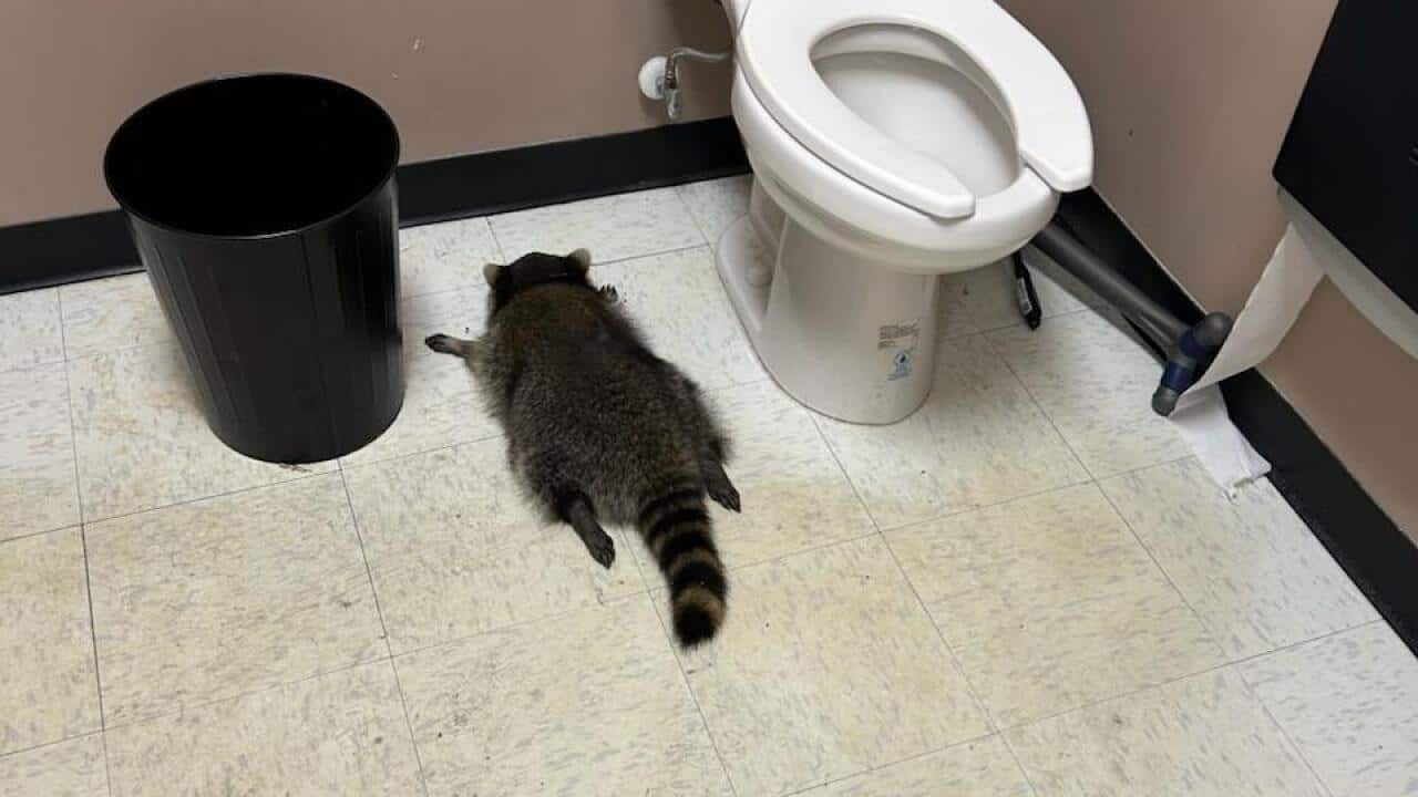 Drunk Raccoon US.jpg