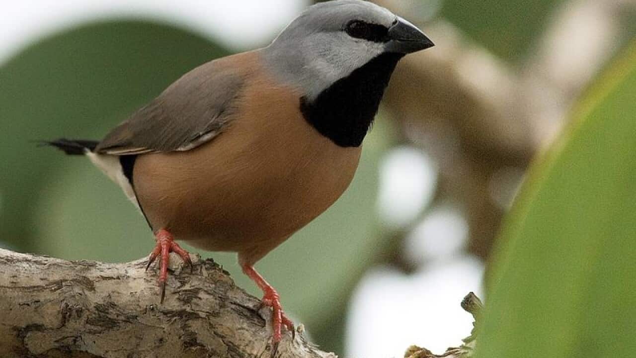 Black-throated finch