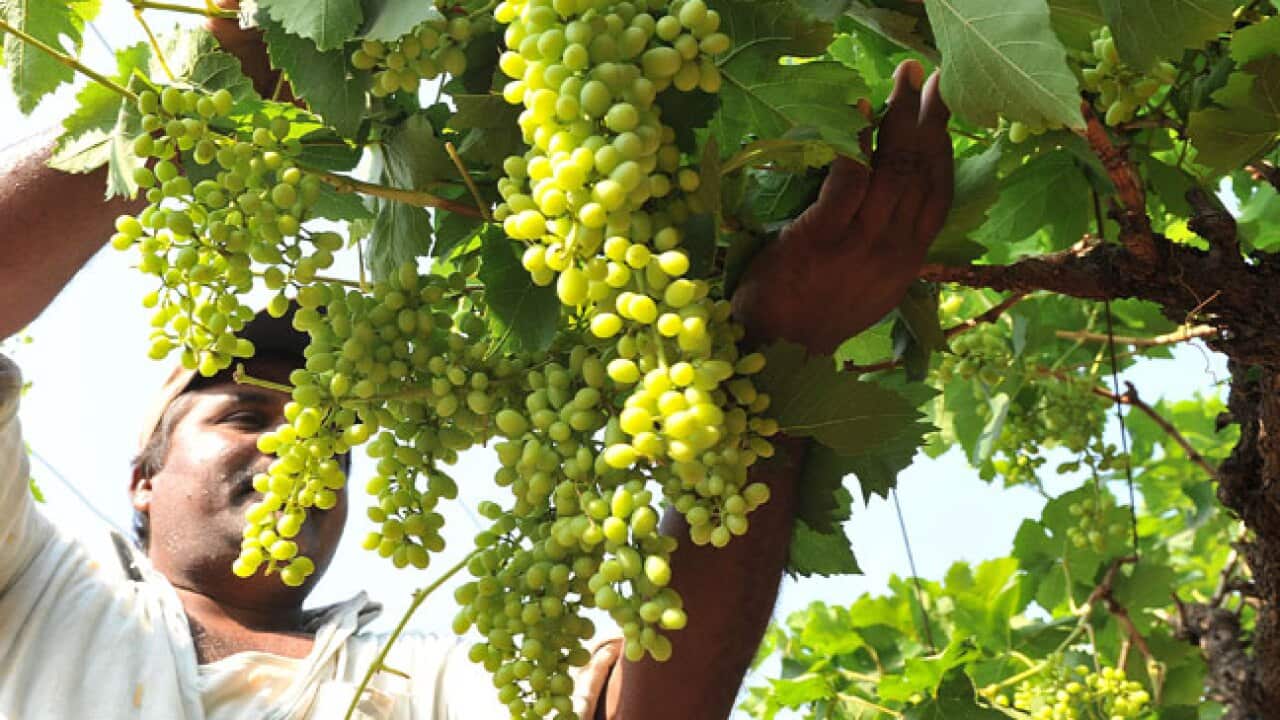 grapes_vinyard_b_120227_getty_2067638478