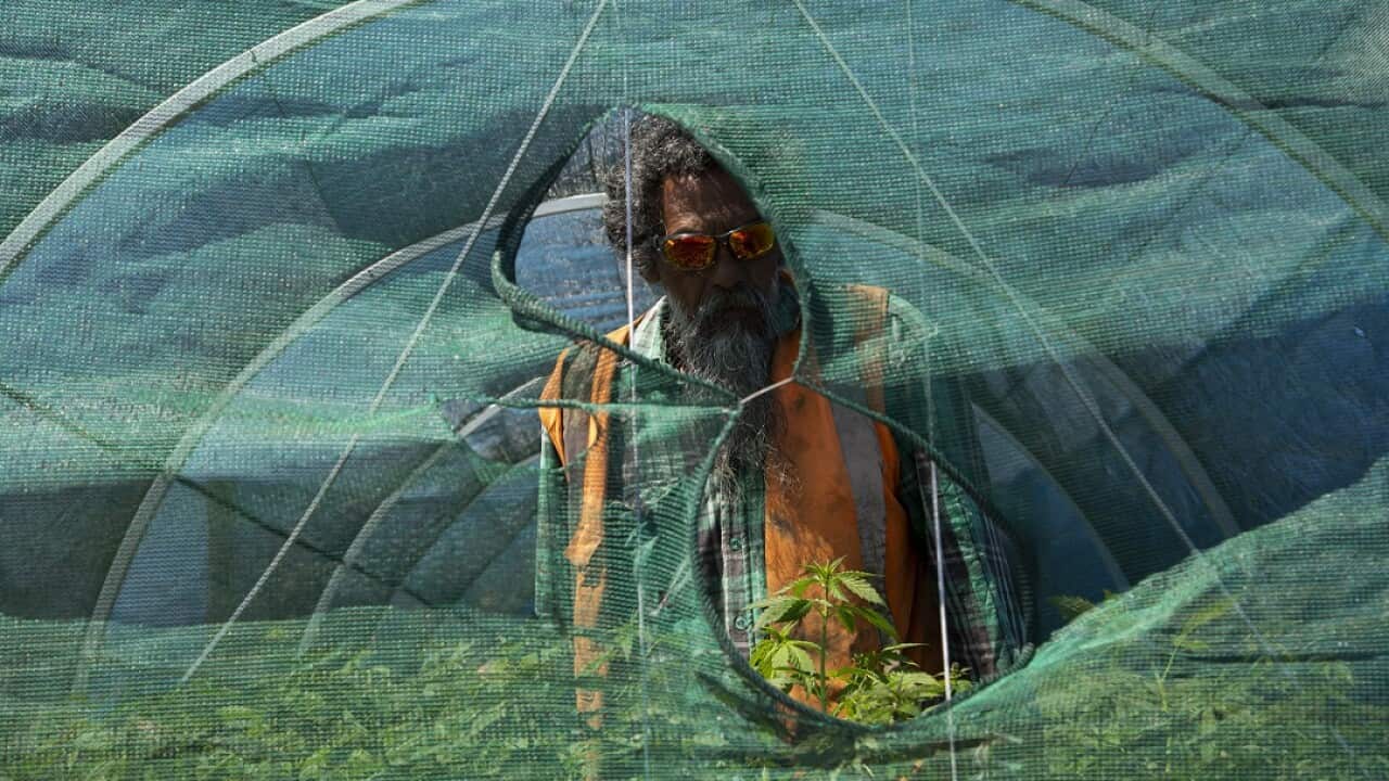 Keith Stevenson, who grows hemp at his own land plot in Tikitiki, near Ruatoria, New Zealand.