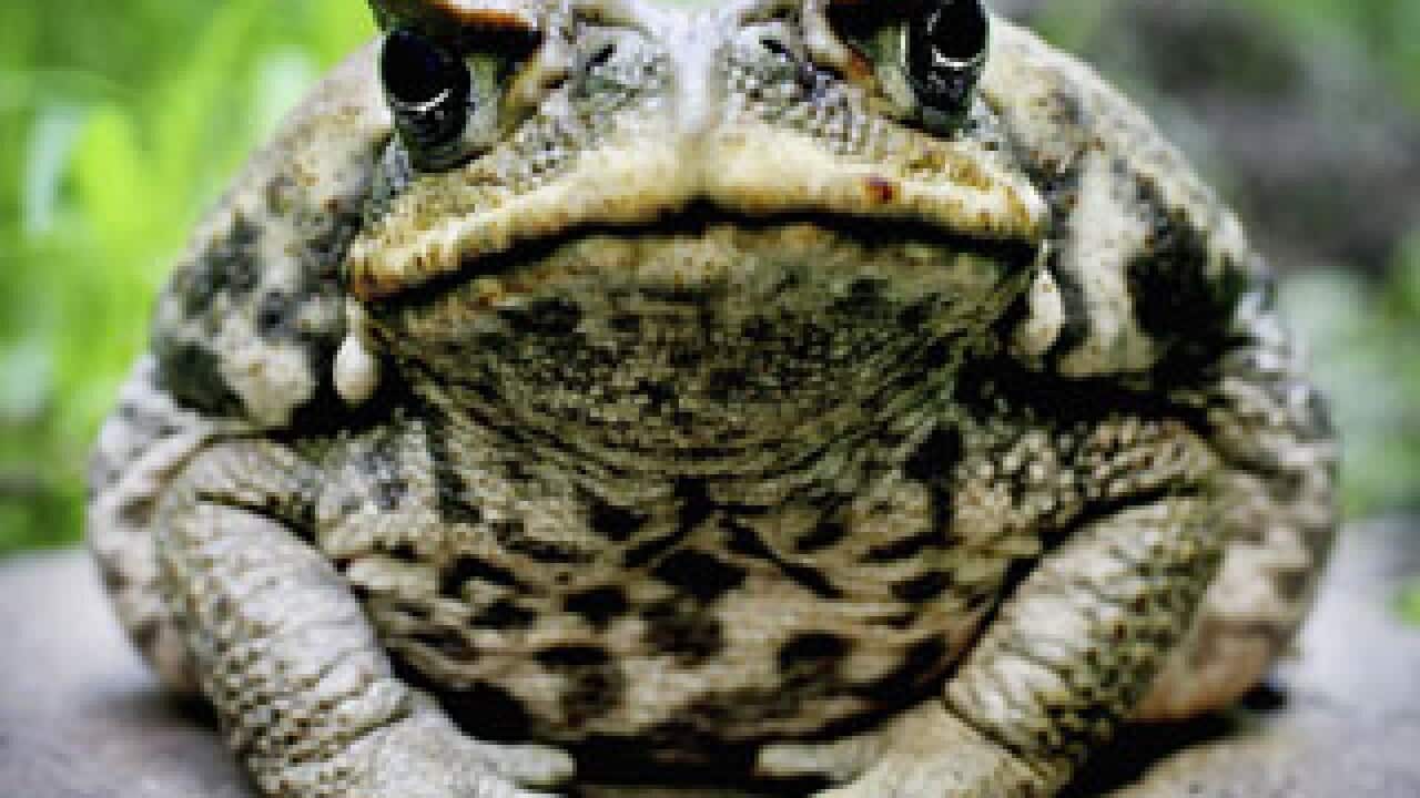 cane toad