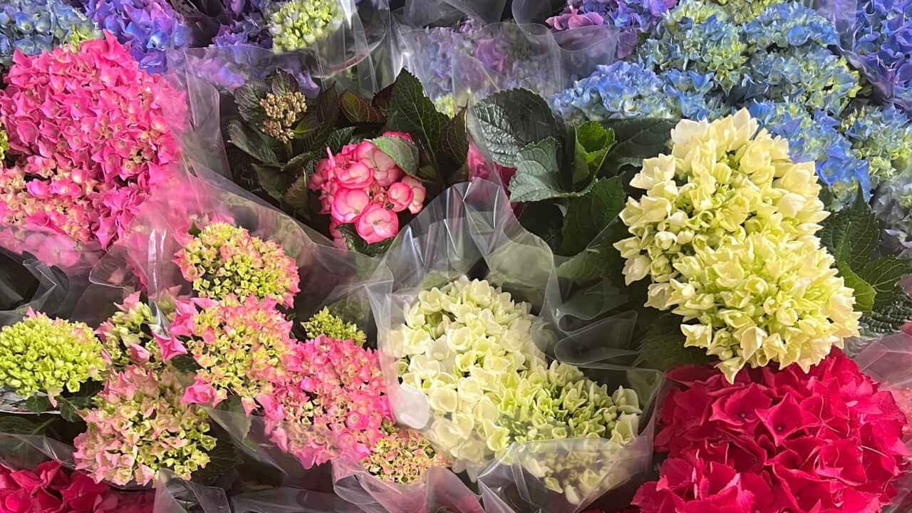 flowers for lunar new year 6.png