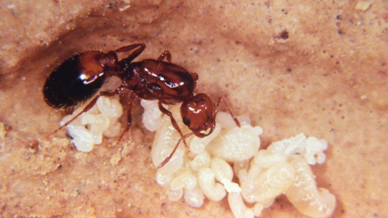 Colony-founding queen of the invasive fire ant species Solenopsis invicta. (AAP)