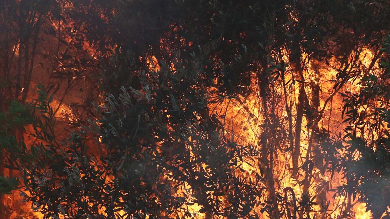 Firefighters battle bushfires in Angourie, northern New South Wales, Tuesday, September 10, 2019. (AAP Image/Jason O'Brien) NO ARCHIVING