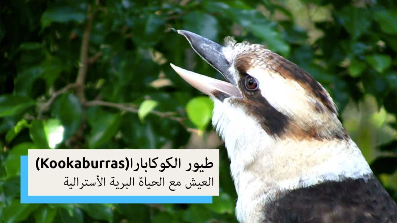 Kookaburras | Living with Aussie Wildlife (Arabic)