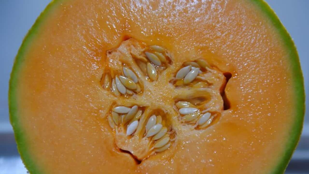 Rock melon