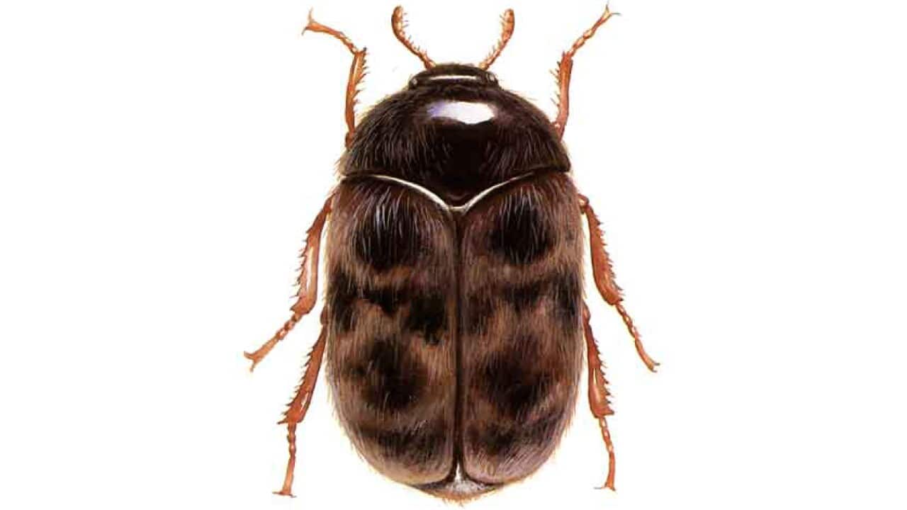 來自南亞地區的一種甲蟲- 谷斑皮蠹