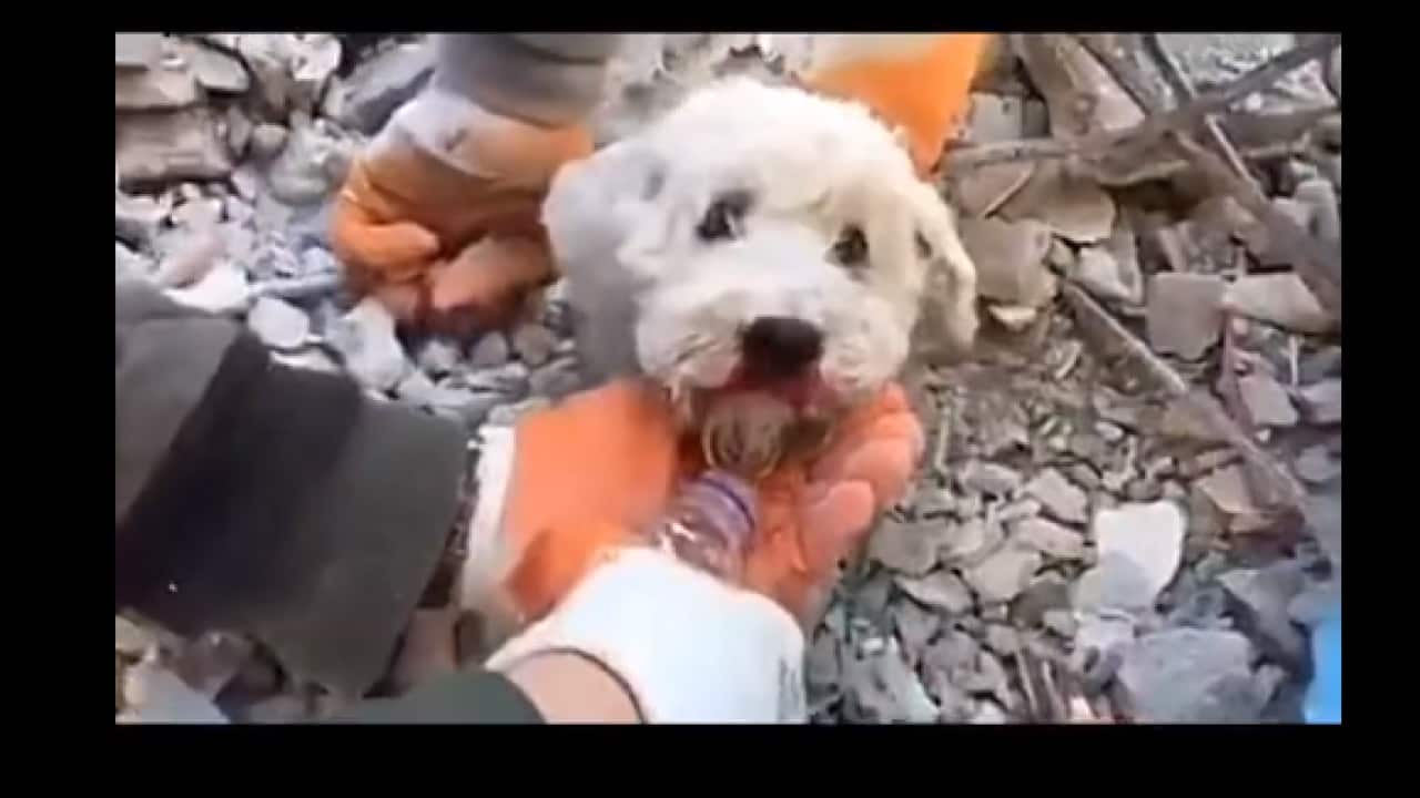 Rescued dog.png