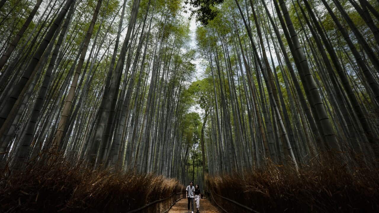 epaselect JAPAN KYOTO PANDEMIC CORONAVIRUS COVID-19