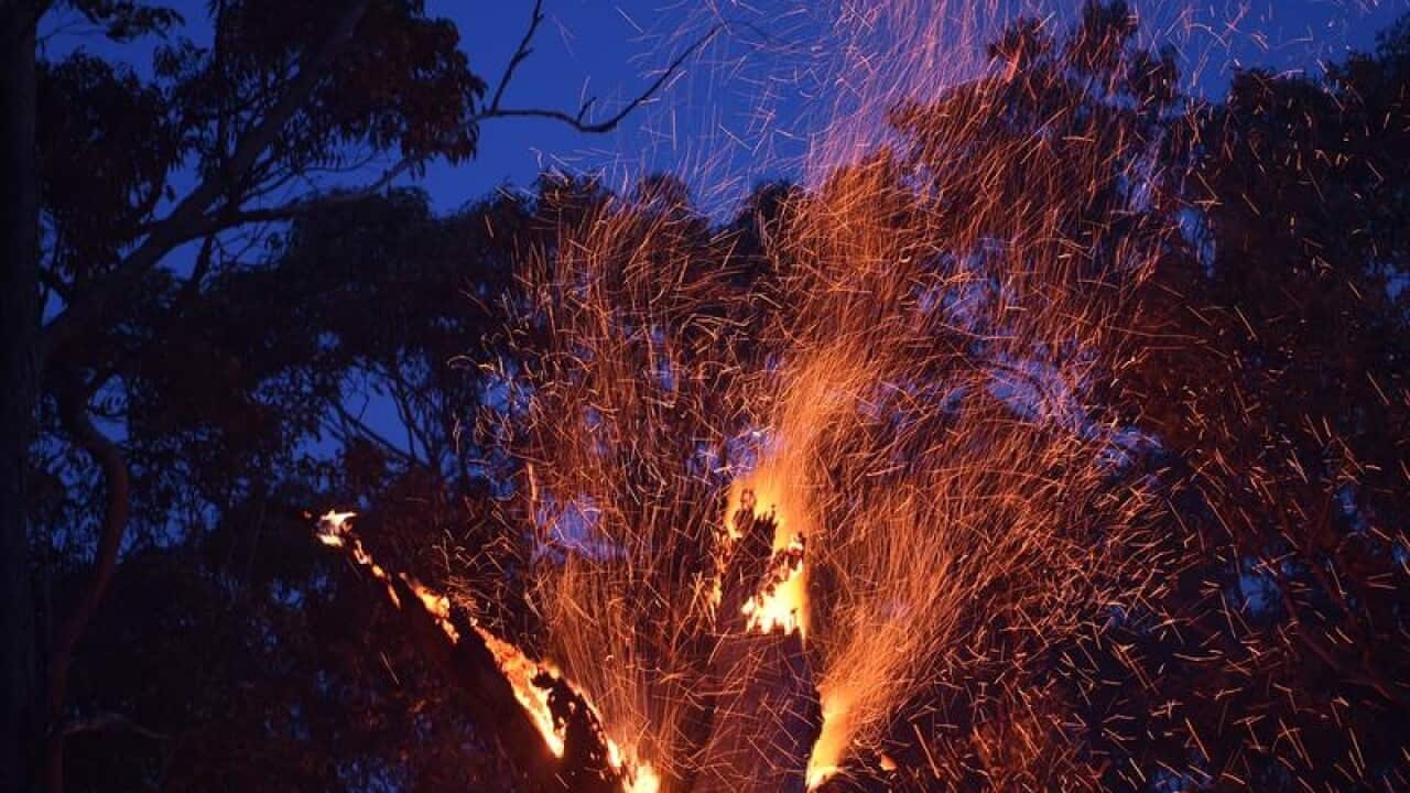 Embers are seen blowing from a tree