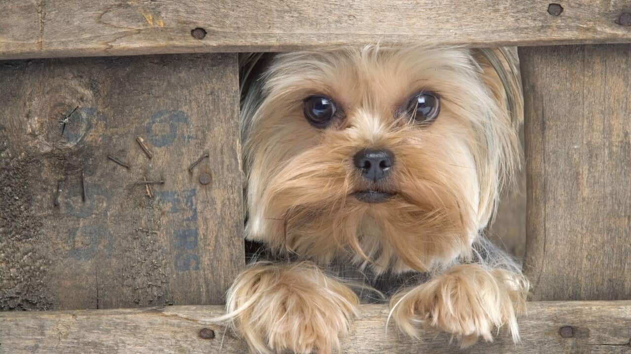 Yorkshire Terrier Dog