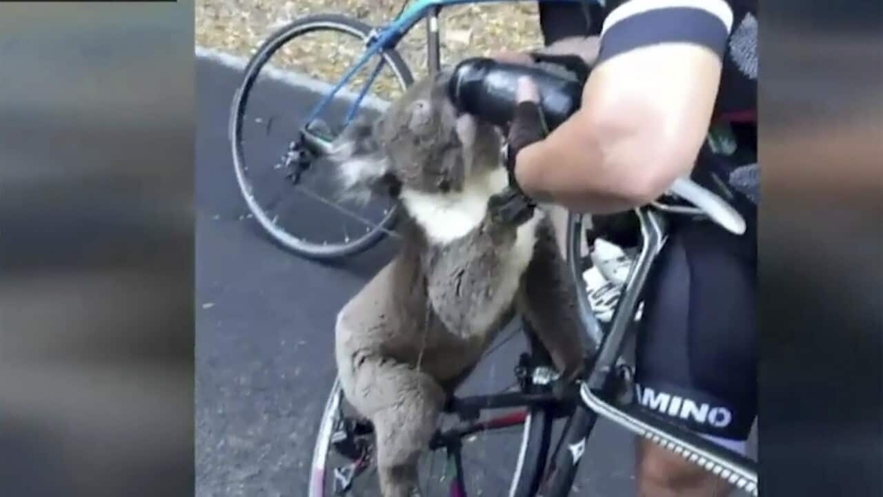 In this image from a video taken on Friday, Dec. 27, 2019, and provided by @bikebug2019, a koala drinks water, given by a cyclist in Adelaide.