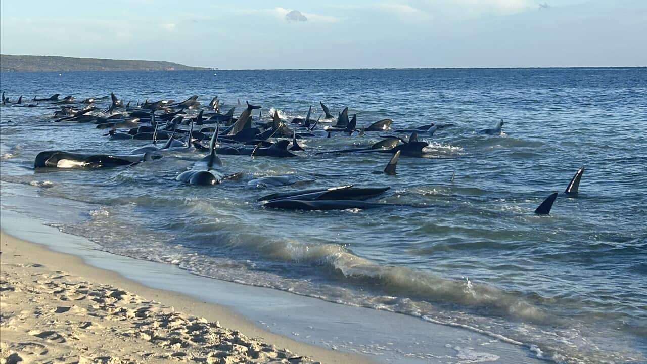 Australia Beached Whales