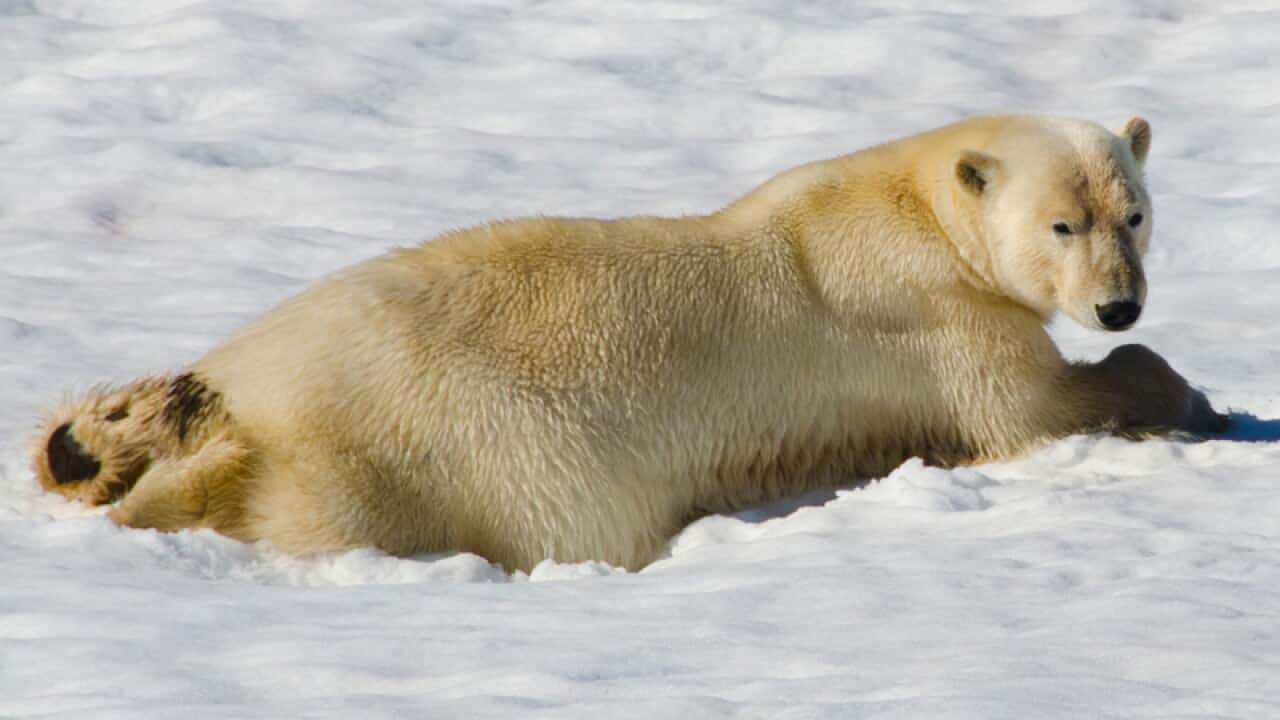 Man injured by polar bear in Canada