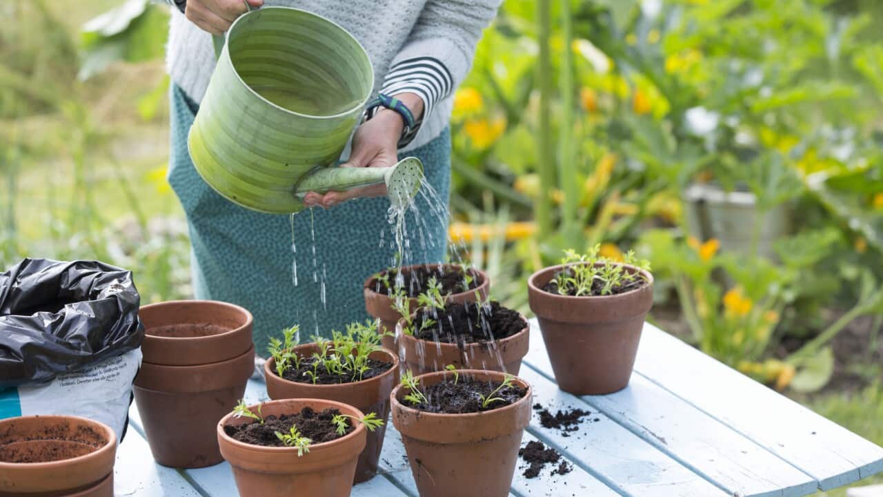Woman watering plants in pots