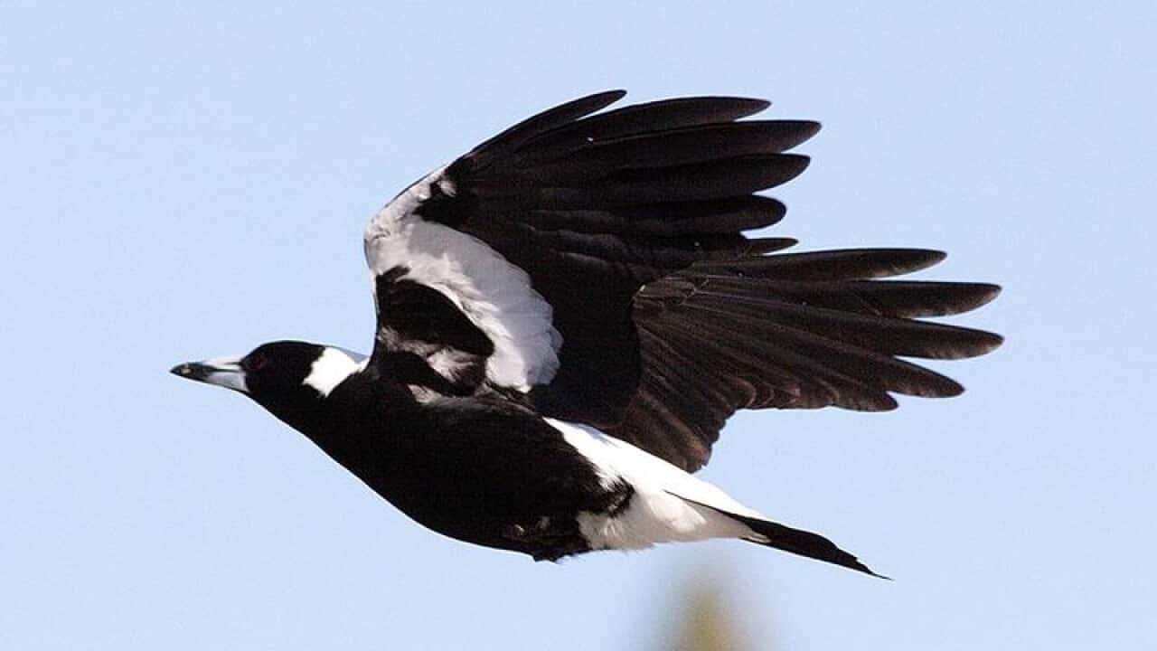 A magpie
