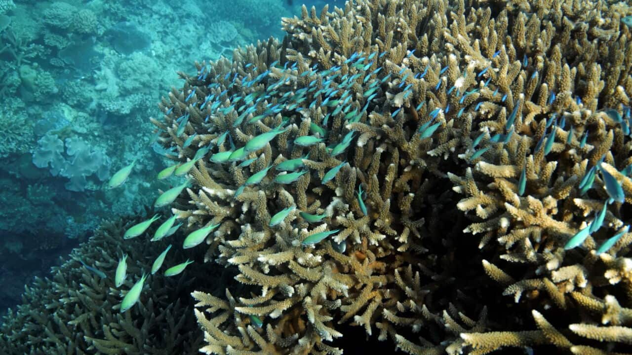 A school of blue-green chromid fish swim above corals on Moore Reef in Gunggandji Sea Country off coast of Queensland in eastern Australia in 2022 (AP Photo-Sam McNeil).jpg