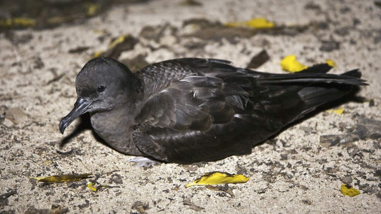Short-tailed shearwater