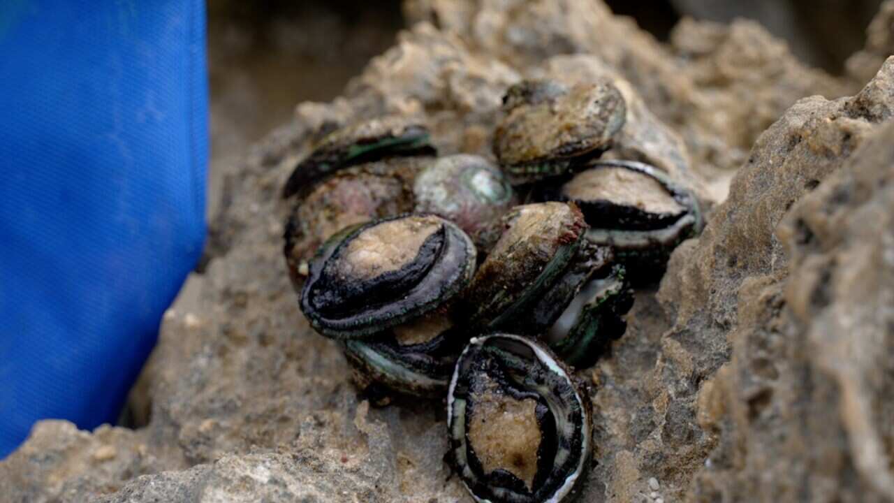 abalone catch clean thumnail.jpg