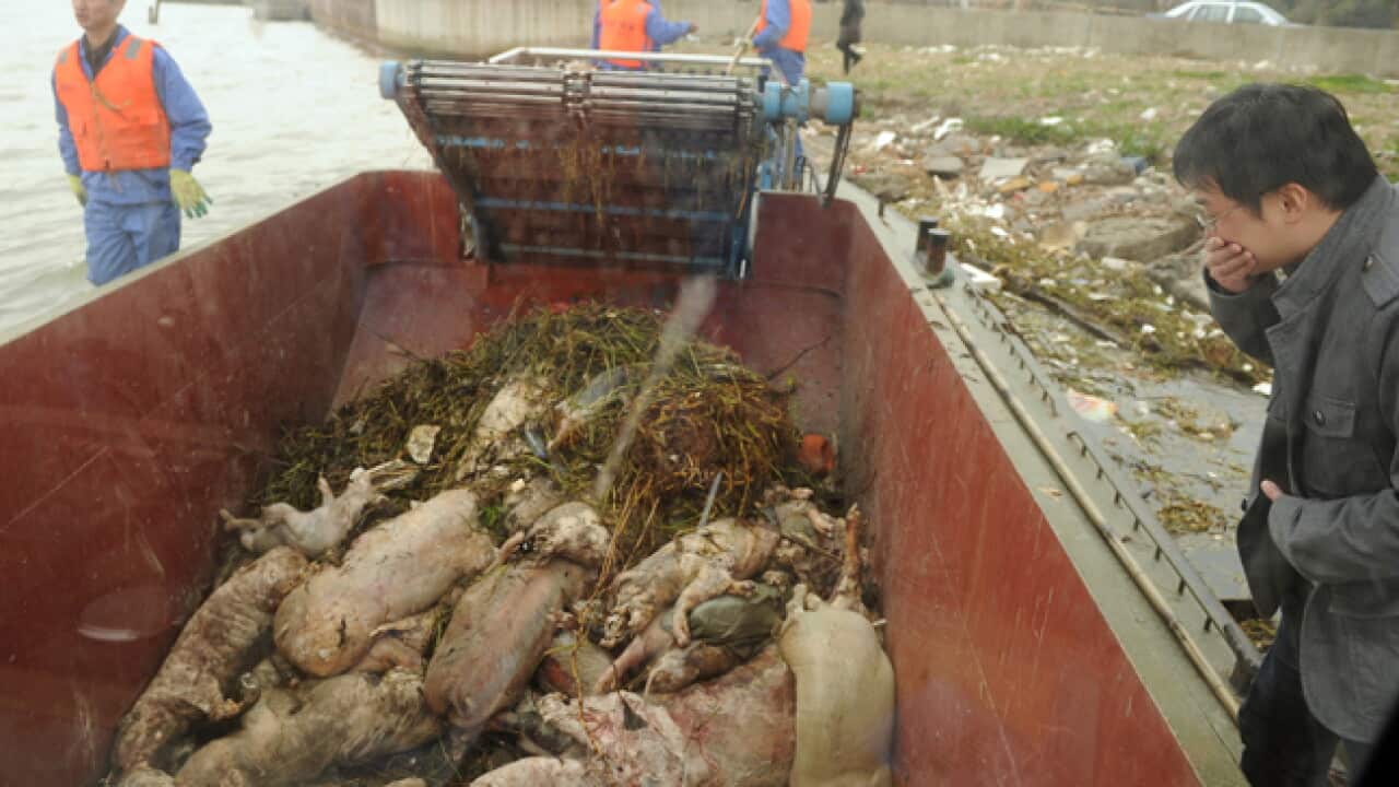 shanghai_pigs_c_130313_Getty_576433885