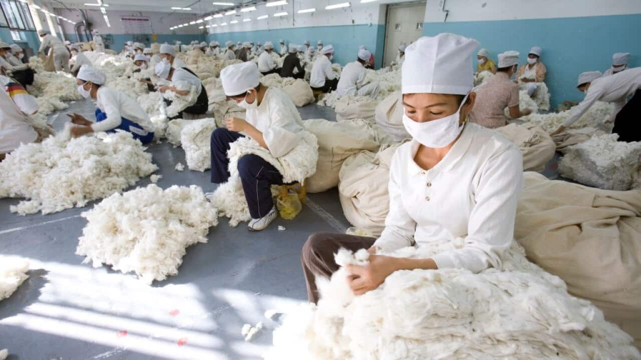 中國的紡紗廠接到通知,要停止購買澳洲棉花。