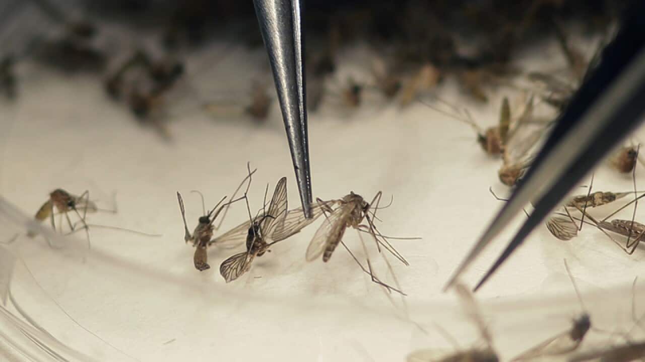 Zika-transmitting mosquitoes