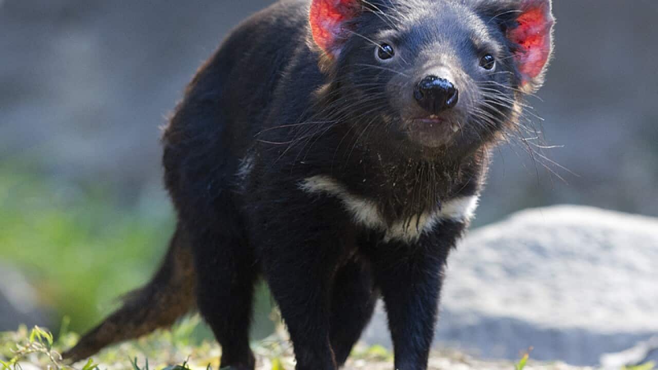 A Tasmanian Devil