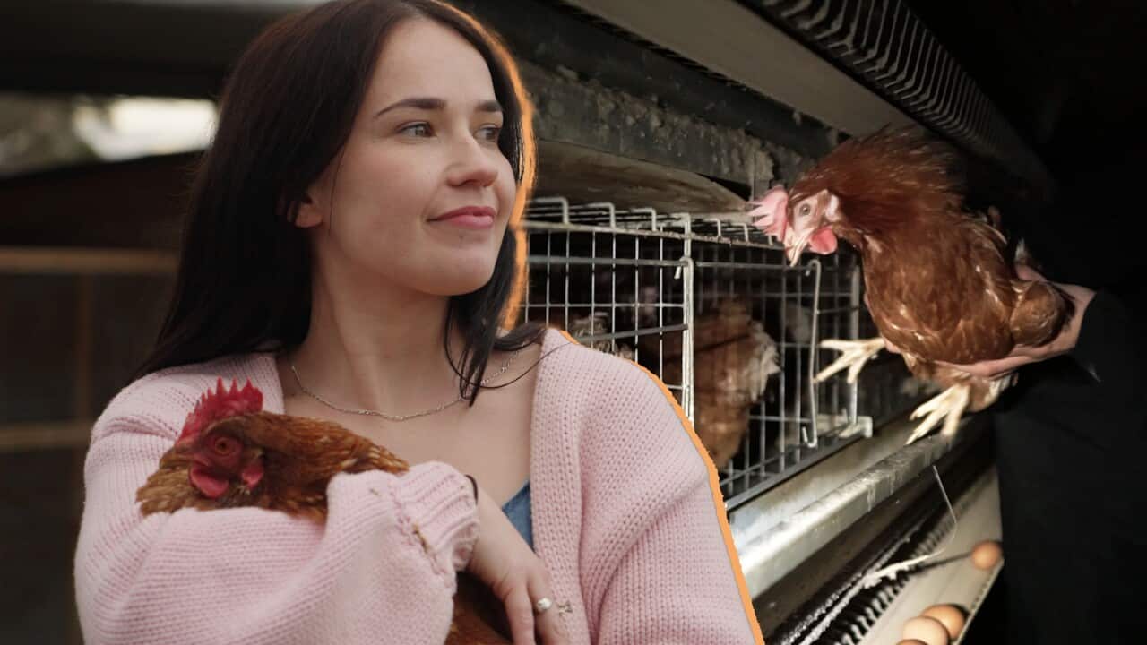 A smiling young woman holding a chicken in her arms stares off into the distance. To the right, a pair of hands lifts a chicken out of a cage full of other hens