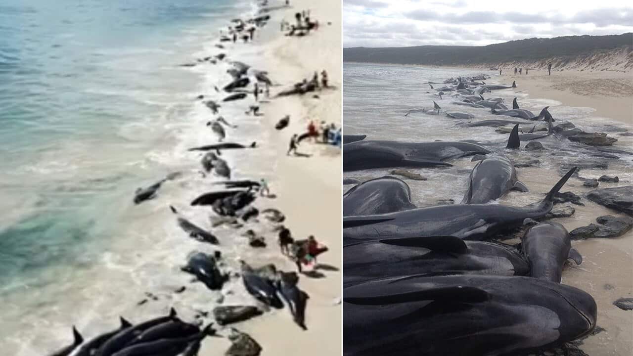 A supplied image of more than 150 short-finned pilot whales beached at Hamelin Bay, in WA's south, Friday,