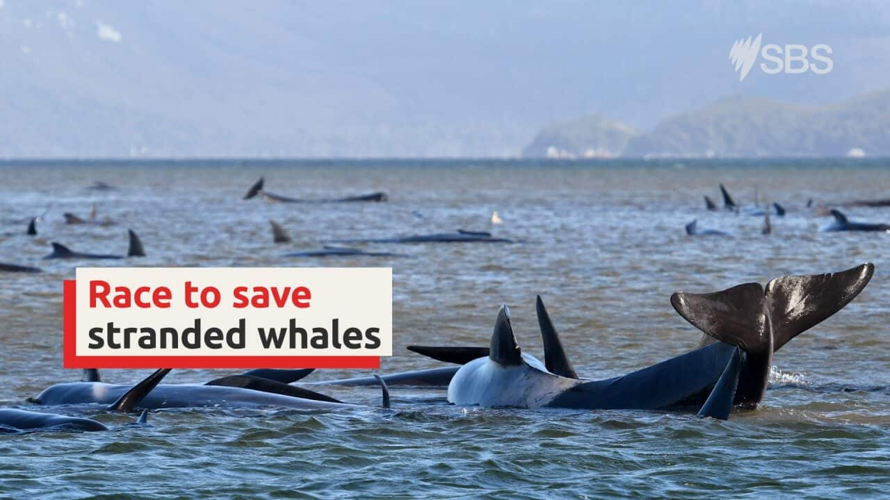 whale