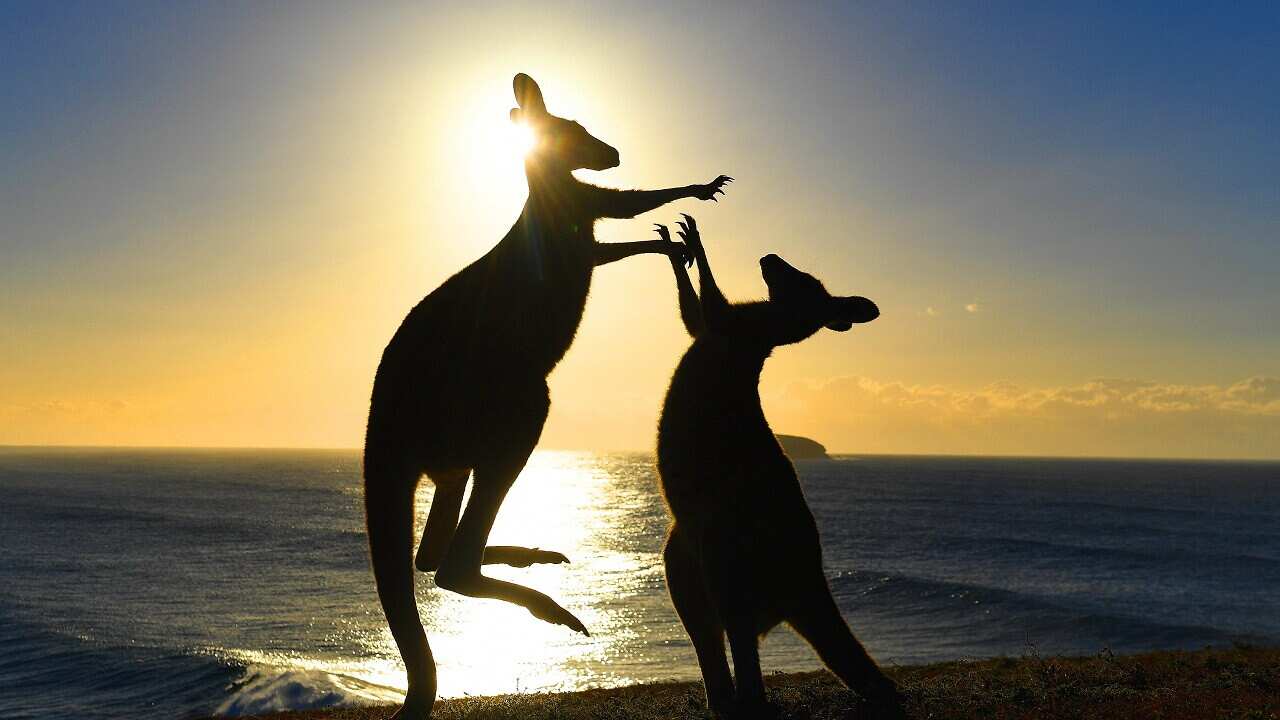 Eastern grey kangaroos fight on 'Look At Me Now Headland' at Emerald Beach in northern New South Wales, Wednesday, August 2, 2017. (AAP Image/Dave Hunt) NO ARCHIVING