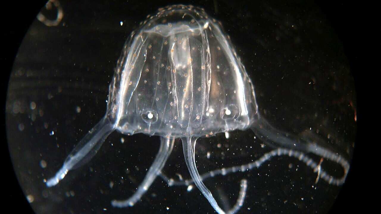 Image for read more article 'Más información:'