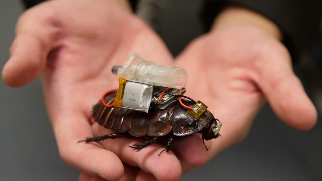 Cyborg cockroaches