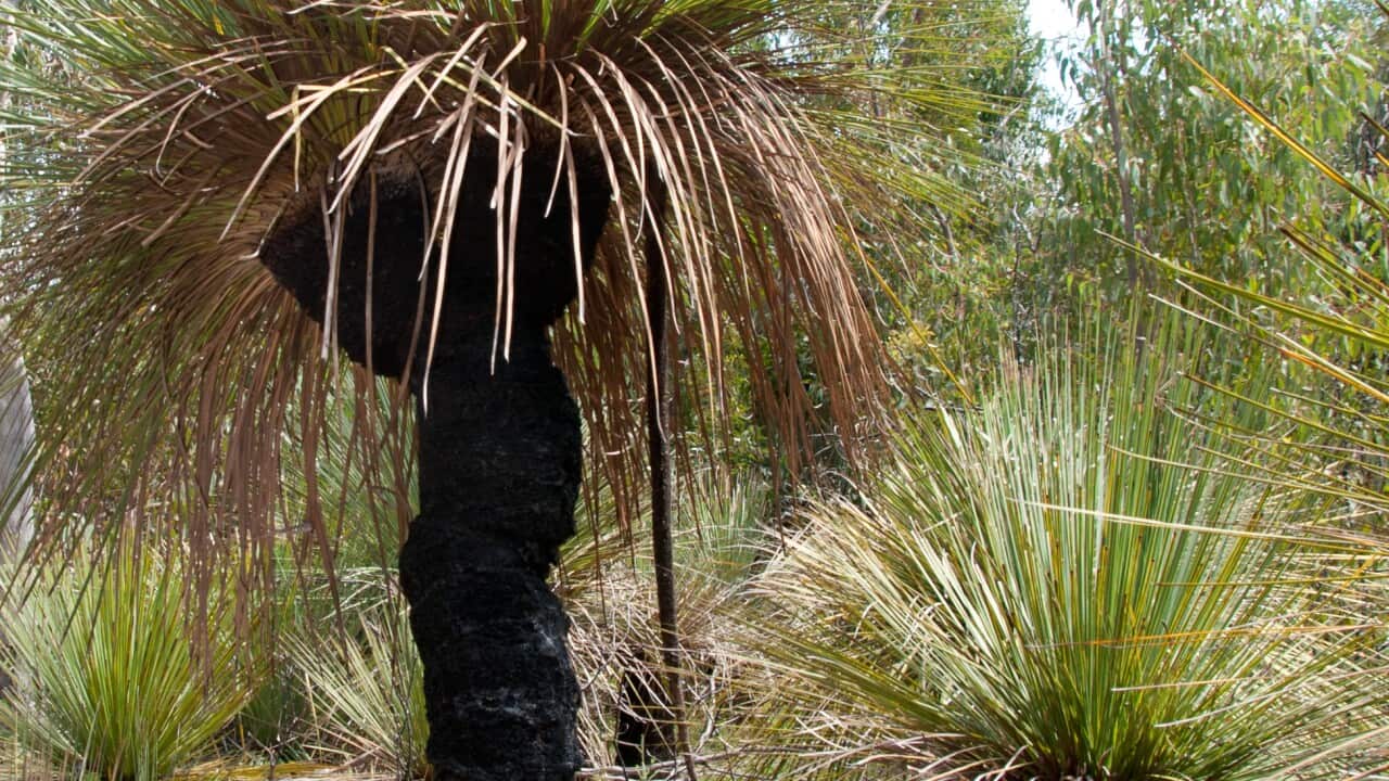 Grass Tree