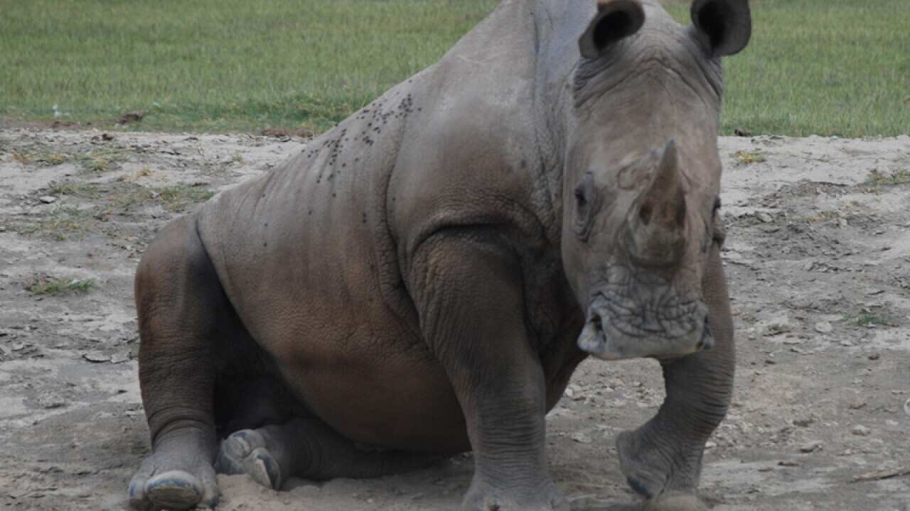 A rhino lies in mud near Lake Nakuru in Kenya