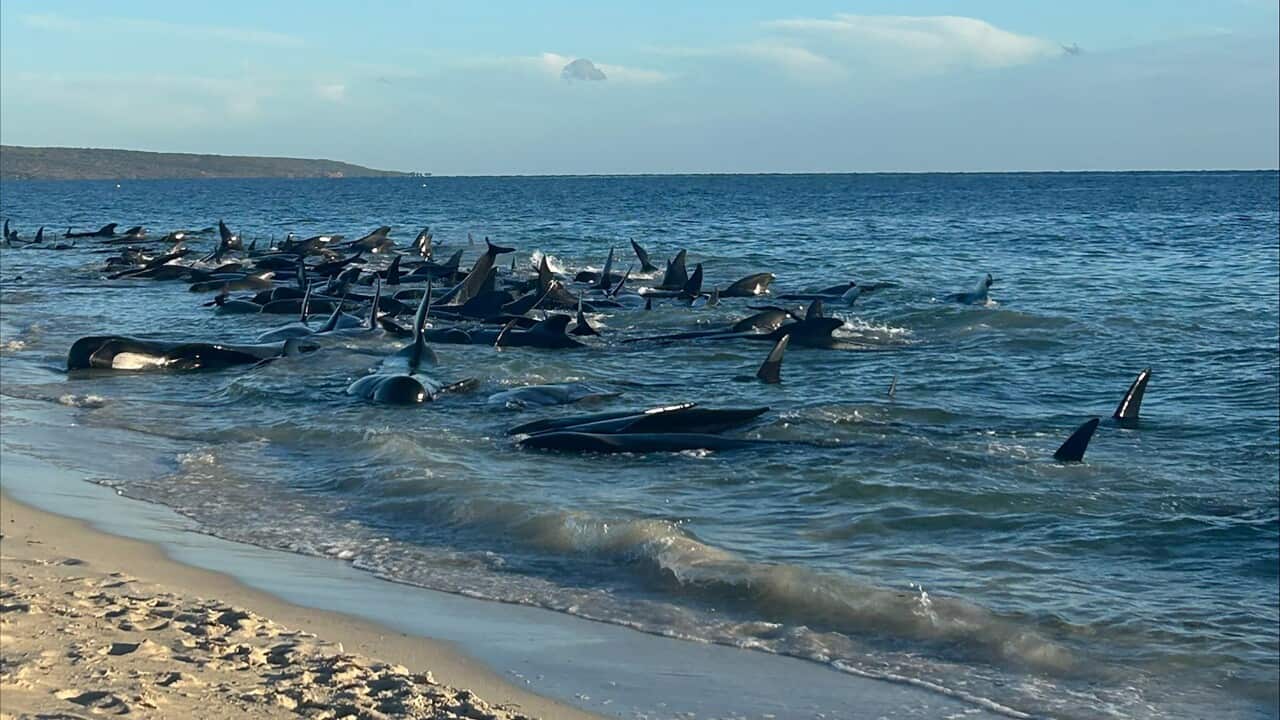 MASS WHALE STRANDING WA