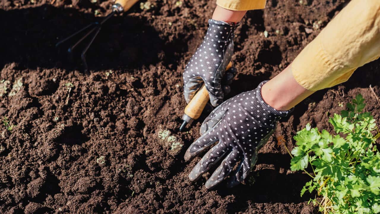 Gardener with gloves preparing soil for planting with gardening tools outdoors