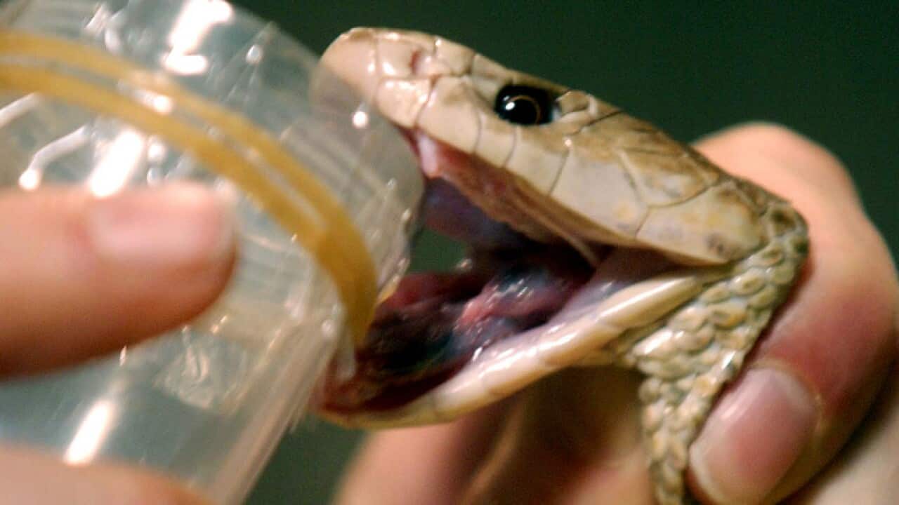 A taipan has its venom milked in Brisbane